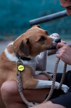 Grey Hex Silicone Dog ID Tag -Silicone Jewelry & Accessories Core.Hex .Hover e0494a59 baac 4eda b24a dec16cbf3c34