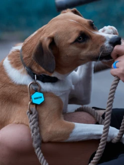 Grey Hex Silicone Dog ID Tag -Silicone Jewelry & Accessories Core.Hex .Lifestyle1 7ef890d8 8c0f 4d27 a0c0 9f2ab809e20a