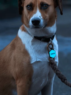 Grey Hex Silicone Dog ID Tag -Silicone Jewelry & Accessories Core.Hex .Lifestyle2 8b441d54 234a 4c46 9fbe 7a8792535d49