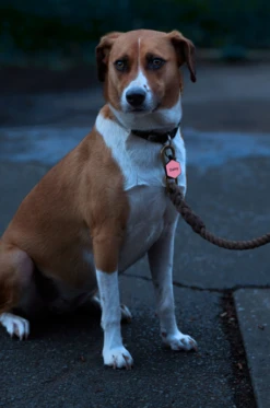 Rose Silicone QR Dog ID Tag Powered By MyID -Silicone Jewelry & Accessories Core.Hex .Rose .MyID .Hover