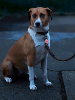 Rose Silicone QR Dog ID Tag Powered By MyID -Silicone Jewelry & Accessories Core.Hex .Rose .MyID .lifestyle2