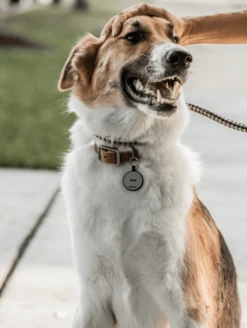 Green Round Silicone Dog ID Tag -Silicone Jewelry & Accessories Core.Round .Lifestyle2 adfdac05 946f 4404 9f26 f1a47b3761bb