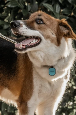 Teal Shield Silicone Dog ID Tag -Silicone Jewelry & Accessories Core.Shield.Hover 7ad155ea 110d 493f 9abd a5cff85a6e2f