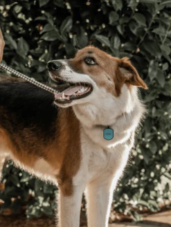 Teal Shield Silicone Dog ID Tag -Silicone Jewelry & Accessories Core.Shield.Lifestyle2