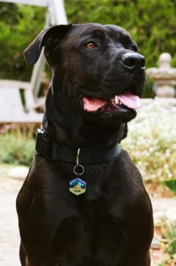 Base Camp Silicone Dog ID Tag -Silicone Jewelry & Accessories Outdoors.BaseCamp.Hover