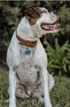 Frost Mountain Silicone Dog ID Tag -Silicone Jewelry & Accessories Outdoors.Mountains.Hover 36ff1697 c2f7 41d4 b6c3 59de123a8b8a