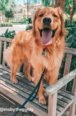 Ocean Sunrise Silicone Dog ID Tag -Silicone Jewelry & Accessories Outdoors.OceanSunrise.hover