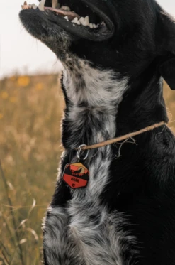 Sunrise Wild One Silicone Dog ID Tag -Silicone Jewelry & Accessories Outdoors.SunriseWildOne.Hover