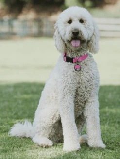 Blush Floral Silicone Dog ID Tag -Silicone Jewelry & Accessories Outdoors.TropicalFloral.Lifestyle2 ca5782d9 f576 4731 9064 300ae586e172