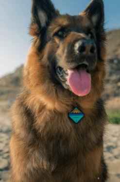 QALO TraQ Classic Navy Silicone Dog ID Tag -Silicone Jewelry & Accessories ProductHover TraQ 2d7fd4e4 5269 41a3 9d94 a7560b666f65