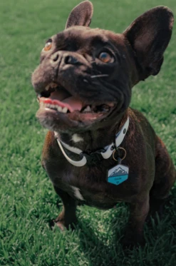 Charcoal QALO Collar & Base Camp Silicone Dog ID Tag Set -Silicone Jewelry & Accessories ProductHover collar 8e37c76e 41c3 4cd8 b79c e74abf7c8493