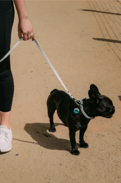 QALO Dog Leash -Silicone Jewelry & Accessories ProductHover leash 51a58883 c589 4775 b950 1c0e7e260f10