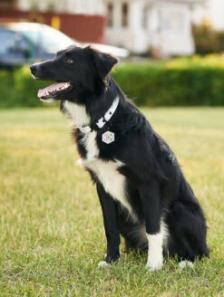 Rainbow Love Is Love Hex Dog ID Tag -Silicone Jewelry & Accessories QLO.ProudLaunch.PDP .DogTag.Flag .Lifestyle2