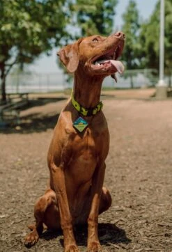 QALO TraQ Base Camp Silicone Dog ID Tag -Silicone Jewelry & Accessories QLO.TraQ .BaseCamp.Hover