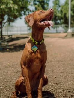 QALO TraQ Base Camp Silicone Dog ID Tag -Silicone Jewelry & Accessories QLO.TraQ .BaseCamp.Lifestyle1