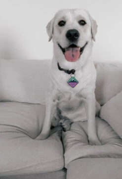 QALO TraQ Bloom Mountain Silicone Dog ID Tag -Silicone Jewelry & Accessories QLO.TraQ .BloomMountain.Hover