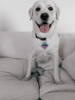 QALO TraQ Bloom Mountain Silicone Dog ID Tag -Silicone Jewelry & Accessories QLO.TraQ .BloomMountain.Lifestyle1