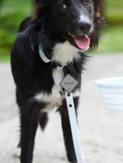 QALO TraQ Grey Silicone Dog ID Tag -Silicone Jewelry & Accessories QLO.TraQ .Grey .Lifestyle1