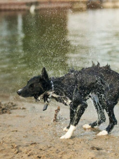 QALO TraQ Grey Silicone Dog ID Tag -Silicone Jewelry & Accessories QLO.TraQ .Grey .Lifestyle2