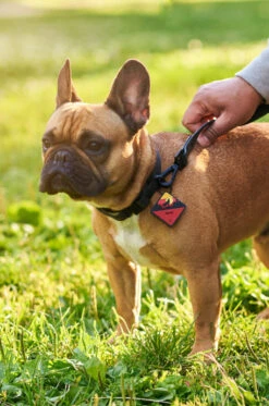 Charcoal QALO Collar & Sunrise Wild One TraQ Dog ID Tag Set -Silicone Jewelry & Accessories QLO Accessory Set Charcoal Collar TraQ Hover