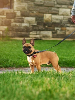 Charcoal QALO Collar & Sunrise Wild One TraQ Dog ID Tag Set -Silicone Jewelry & Accessories QLO Accessory Set Charcoal Collar TraQ Lifestyle2