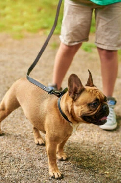 Charcoal QALO Leash & Collar Set -Silicone Jewelry & Accessories QLO Accessory Set Charcoal Leash Collar Hover