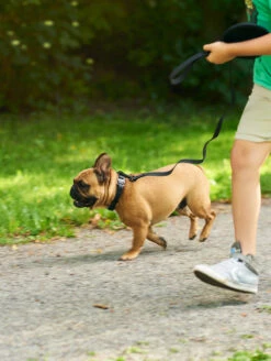 Charcoal QALO Leash & Collar Set -Silicone Jewelry & Accessories QLO Accessory Set Charcoal Leash Collar Lifestyle2