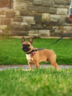 Charcoal QALO Leash & Collar Set -Silicone Jewelry & Accessories QLO Accessory Set Charcoal Leash Collar Lifestyle2 v2