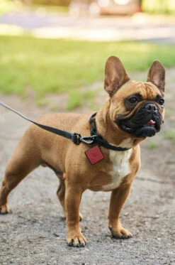 Charcoal QALO Leash & Collar & Sunrise Wild One TraQ Dog ID Tag Set -Silicone Jewelry & Accessories QLO Accessory Set Charcoal Leash Collar TraQ Bowl Hover