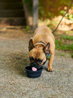 Charcoal QALO Leash & Collar & Sunrise Wild One TraQ Dog ID Tag Set -Silicone Jewelry & Accessories QLO Accessory Set Charcoal Leash Collar TraQ Bowl Lifestyle2