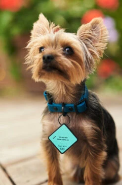 Charcoal QALO Collar & Sunrise Wild One TraQ Dog ID Tag Set -Silicone Jewelry & Accessories QLO Accessory Set Collar TraQ Hover