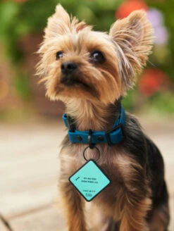 Sky Blue QALO Collar & Classic Navy TraQ Dog ID Set -Silicone Jewelry & Accessories QLO Accessory Set Collar TraQ Lifestyle1 911d3706 37b7 4fb5 a0fa 09e0869326ea