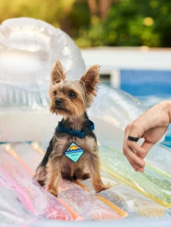 Electric QALO Collar & Neon Mountain TraQ Dog ID Tag Set -Silicone Jewelry & Accessories QLO Accessory Set Collar TraQ Lifestyle2 11fe9796 e453 49dc 8e01 95dfd0ccc805