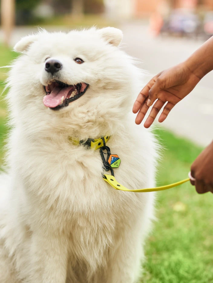 Electric QALO Collar & Neon Mountain Silicone Dog ID Tag Set - Image 2
