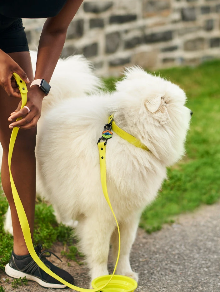 Electric QALO Collar & Neon Mountain Silicone Dog ID Tag Set - Image 3