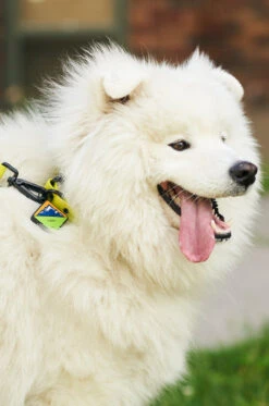 Electric QALO Collar & Neon Mountain TraQ Dog ID Tag Set -Silicone Jewelry & Accessories QLO Accessory Set Electric Collar TraQ Hover