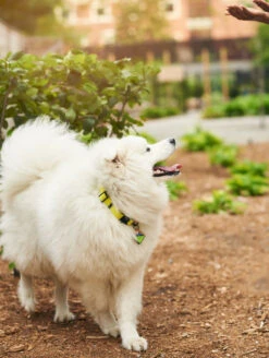 Electric QALO Collar & Neon Mountain TraQ Dog ID Tag Set -Silicone Jewelry & Accessories QLO Accessory Set Electric Collar TraQ Lifestyle2