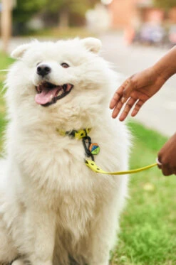 Sky Blue QALO Leash & Collar & Frost Mountain Silicone Dog ID Tag Set -Silicone Jewelry & Accessories QLO Accessory Set Leash Collar Silicone Tag Bowl Hover 66237561 d162 4a56 8d25 edc9f8350532