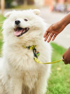 Sky Blue QALO Leash & Collar & Frost Mountain Silicone Dog ID Tag Set -Silicone Jewelry & Accessories QLO Accessory Set Leash Collar Silicone Tag Bowl Lifestyle1 1a518d9e 3eb8 4cfd 8275 9c6535172292