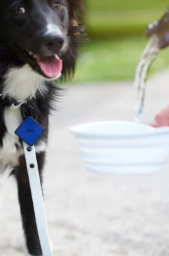 Navy QALO Leash & Collar & Ocean Sunrise TraQ Dog ID Tag Set -Silicone Jewelry & Accessories QLO Accessory Set Leash Collar TraQ Bowl Hover 5af63f7a eccc 46de 8154 127857c298c8