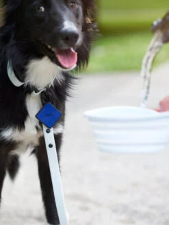 Navy QALO Leash & Collar & Ocean Sunrise TraQ Dog ID Tag Set -Silicone Jewelry & Accessories QLO Accessory Set Leash Collar TraQ Bowl Lifestyle1 c69a37ac 2f7f 4068 8db2 7ee87df8fcd2