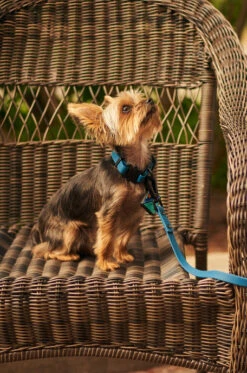 Navy QALO Leash & Collar Set -Silicone Jewelry & Accessories QLO Accessory Set Navy Leash Collar Hover