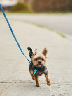 Navy QALO Leash & Collar Set -Silicone Jewelry & Accessories QLO Accessory Set Navy Leash Collar Lifestyle2 1