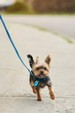 Navy QALO Leash & Collar & Ocean Sunrise TraQ Dog ID Tag Set -Silicone Jewelry & Accessories QLO Accessory Set Navy Leash Collar TraQ Bowl Hover