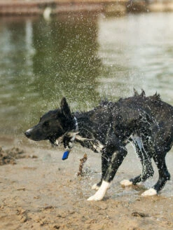 Sky Blue QALO Collar & Classic Navy TraQ Dog ID Set -Silicone Jewelry & Accessories QLO Accessory Set SkyBlue Collar TraQ Lifestyle2
