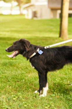 Sky Blue QALO Leash & Collar Set -Silicone Jewelry & Accessories QLO Accessory Set SkyBlue Leash Collar Hover 1