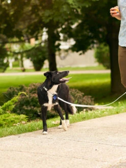 Sky Blue QALO Leash & Collar Set -Silicone Jewelry & Accessories QLO Accessory Set SkyBlue Leash Collar Lifestyle2 1