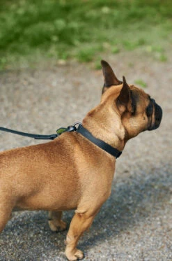 QALO Dog Collar -Silicone Jewelry & Accessories QLO Dog Collar Charcoal Hover