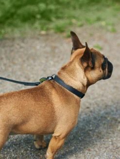 QALO Dog Collar -Silicone Jewelry & Accessories QLO Dog Collar Charcoal Lifestyle1