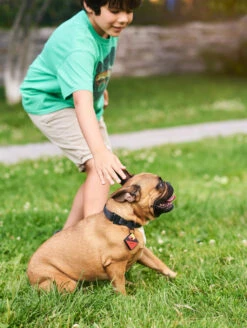 QALO Dog Collar -Silicone Jewelry & Accessories QLO Dog Collar Charcoal Lifestyle2